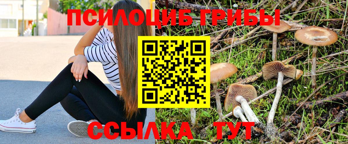 Грязи  Галлюциногенные грибы Psilocybine cubensis  Вход с VPN 